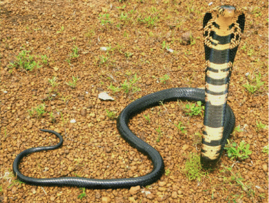 Forest cobra (Naja melanoleuca).