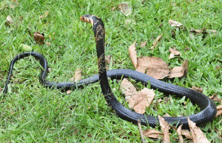 forest cobra back view africa