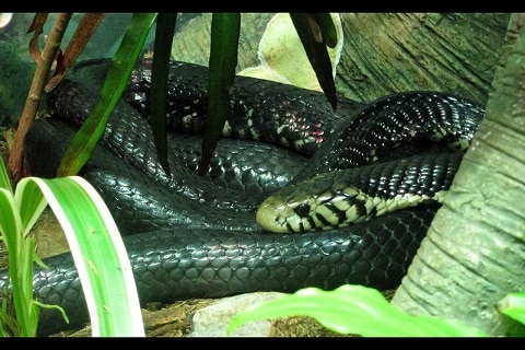 forest cobra curled up