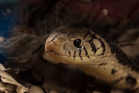 forest cobra naja melanocephala head