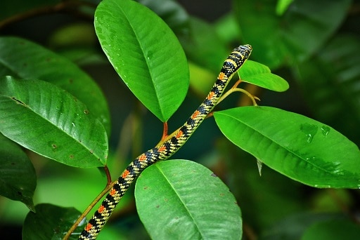 golden tree snake Chrysopelea ornata