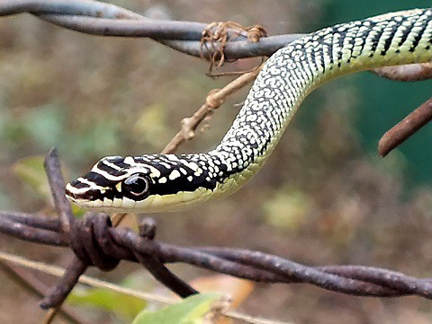 golden tree snake head