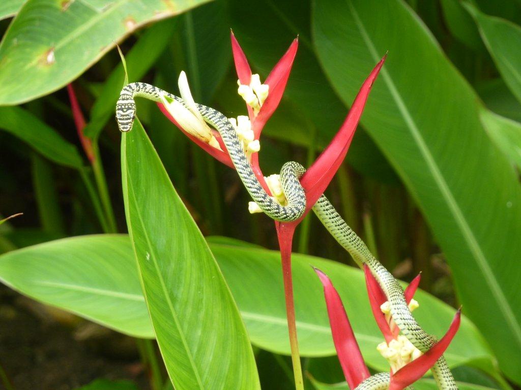 golden tree snake on stem