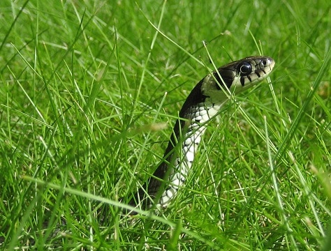 grass snake AKA natrix natrix
