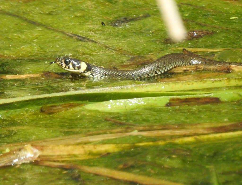 Grass snake (natrix natrix) swimming.
