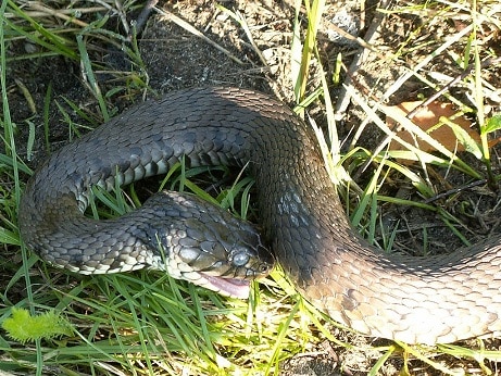 grass snake playing dead