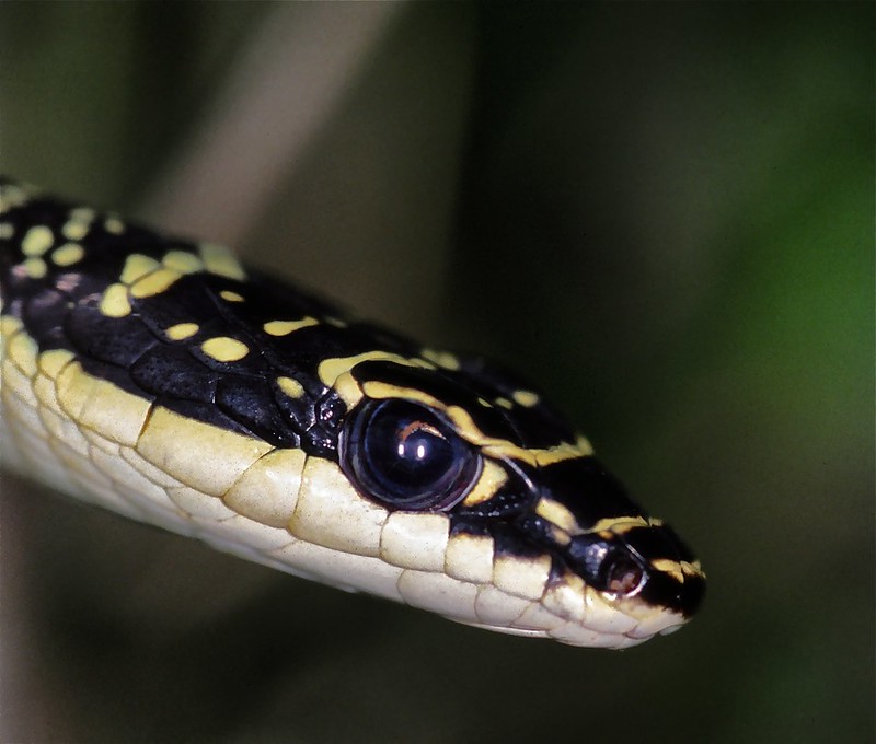 Head of golden tree snake.