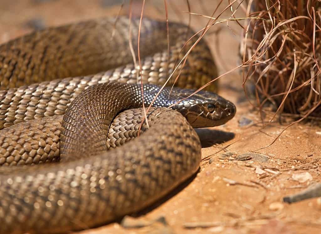 Head of inland taipan snake.