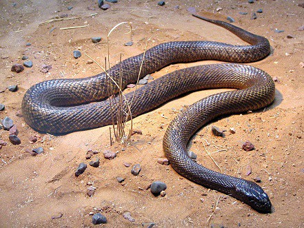 inland taipan australian snake