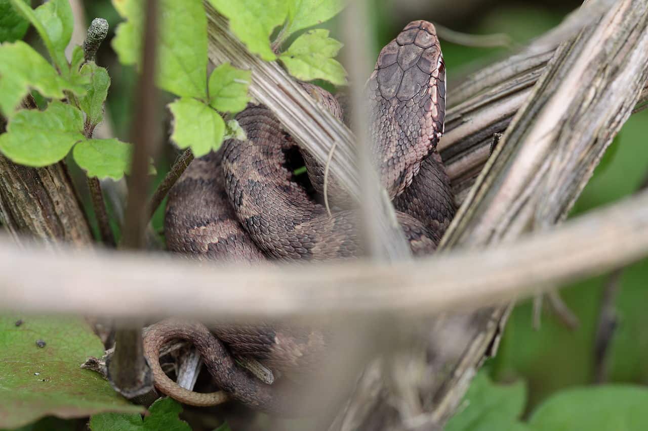 Japanese mamushi snake in disguise.