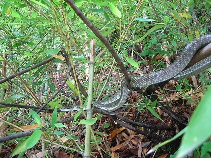 Elaphe climacophora, Japanese ratsnake