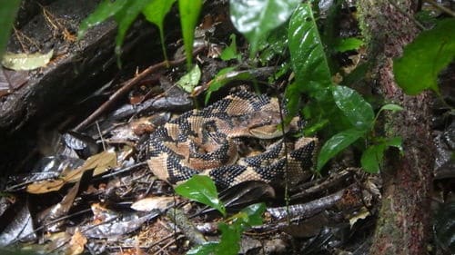 lachesis muta south america bushmaster