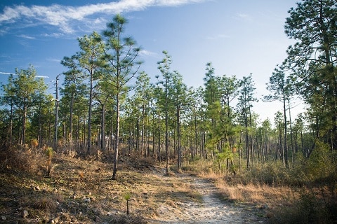 louisiana pinesnake habitat longleaf pine