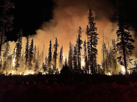 louisiana pinesnake likes wildfires