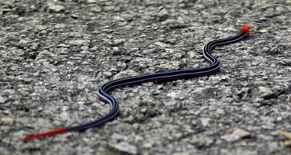 malaysian blue coral snake colours