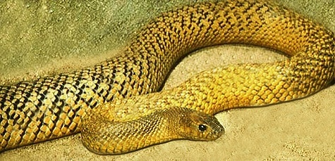 olive inland taipan snake