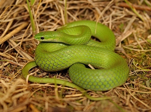 opheodrys vernalis smooth green snake