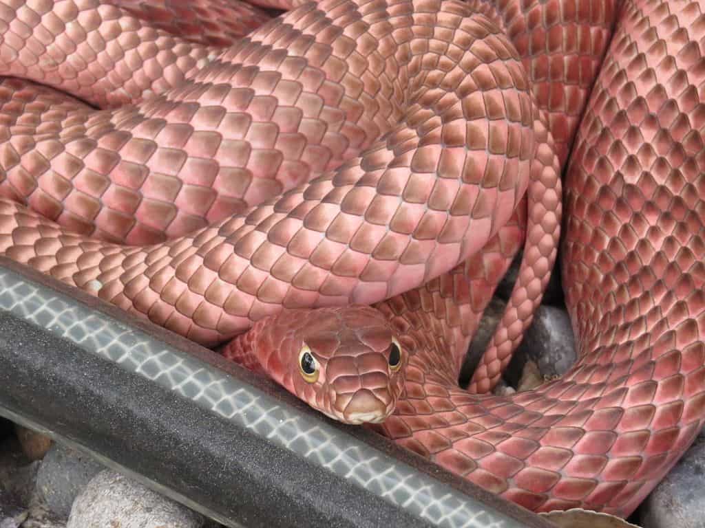 Pink- coloured western coachwhip snake