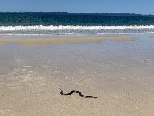 red bellied black snake beach