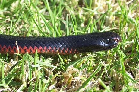 red bellied black snake colours