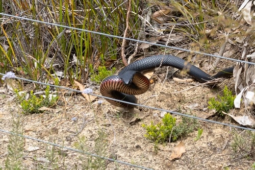 red-bellied black snake danger