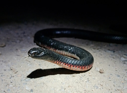 red-bellied black snake face