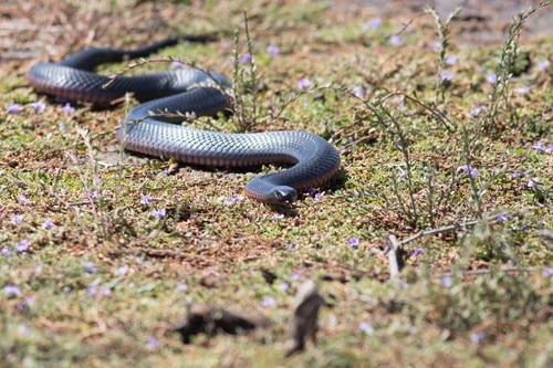 red-bellied black snake slithering