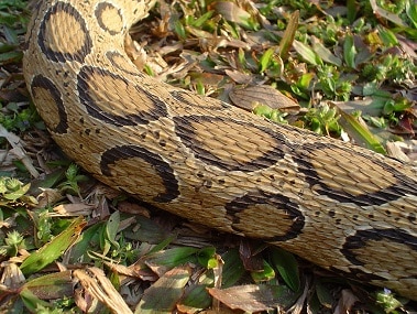 russell's viper scales