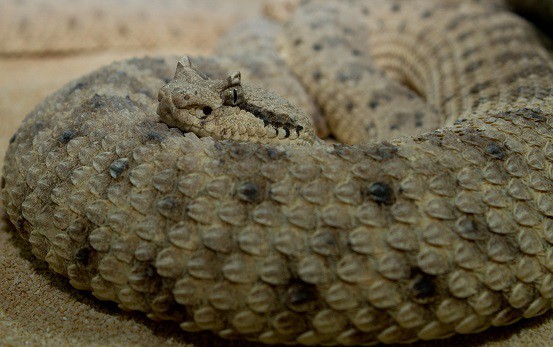 sidewinder rattlesnake close up face