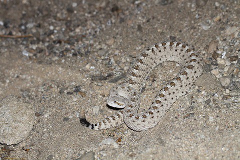 sidewinder rattlesnake crotalus cerastes camouflage
