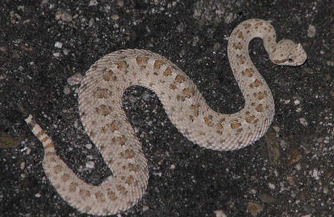 sidewinder rattlesnake crotalus cerastes
