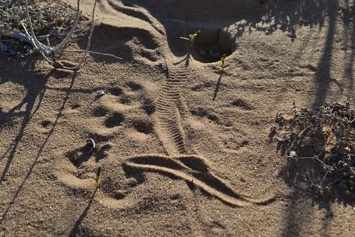 sidewinder rattlesnake desert tracks
