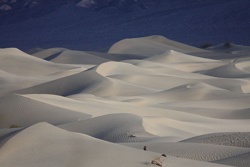 sidewinder rattlesnake habitat death valley