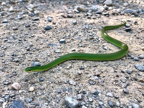 smooth green snake Opheodrys vernalis