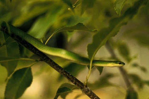 smooth green snake on branch
