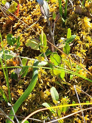 smooth green snake vernalis slithering