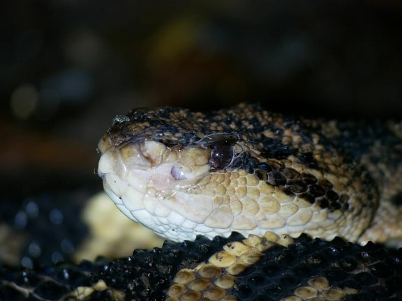 south american bushmaster lachesis face