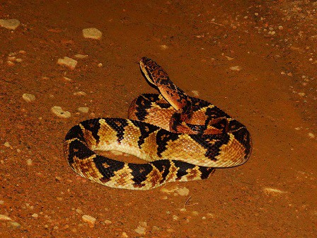 south american bushmaster lachesis muta