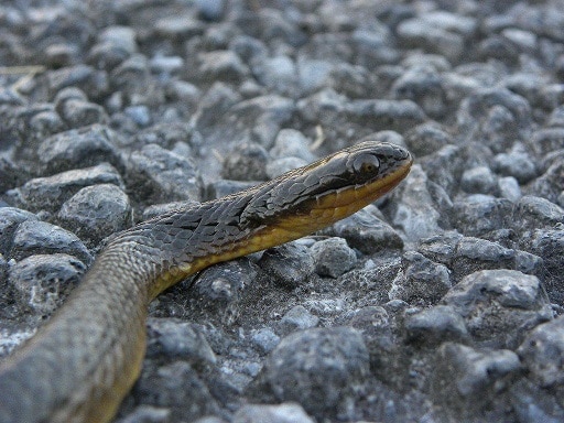 striped crayfish snake head