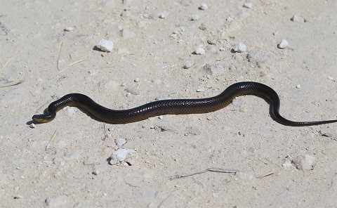 striped crayfish snake liodytes alleni