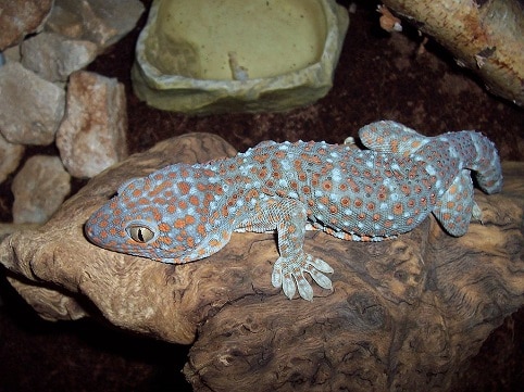 tokay gecko gekko gecko