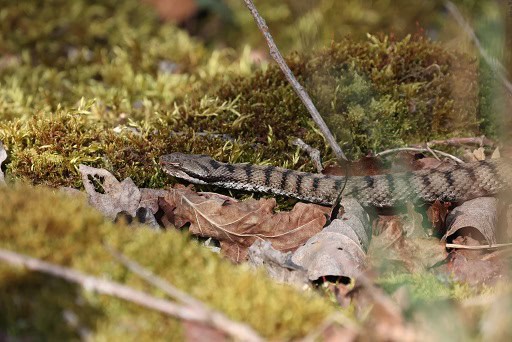 vipera aspis asp viper switzerland