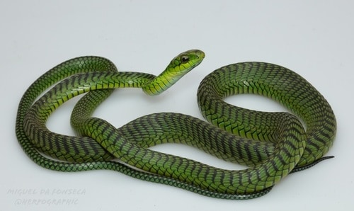 Boomslang (Dispholidus typus) south africa