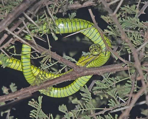 Boomslang Dispholidus typus venomous snake