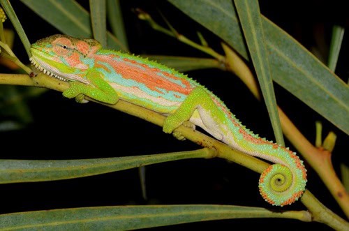 Cape Dwarf Chameleon Bradypodion pumilum