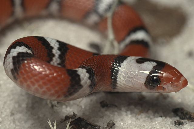Scarlet snake face