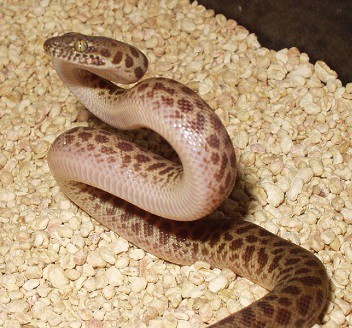 Childrens Python pygmy python lookalike