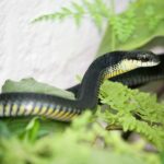 Common Boomslang (Dispholidus typus africa