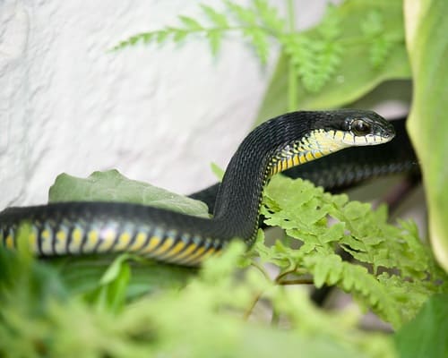 Common Boomslang (Dispholidus typus africa