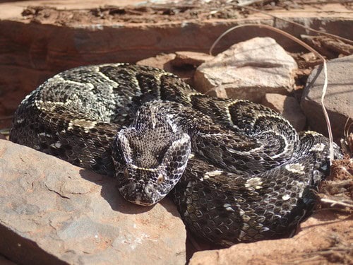 Common Puff Adder Bitis arietans face